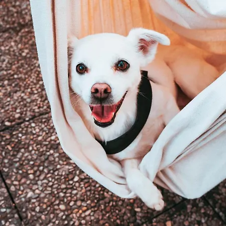 科莫湖贝洛旅舍 旅馆 科莫